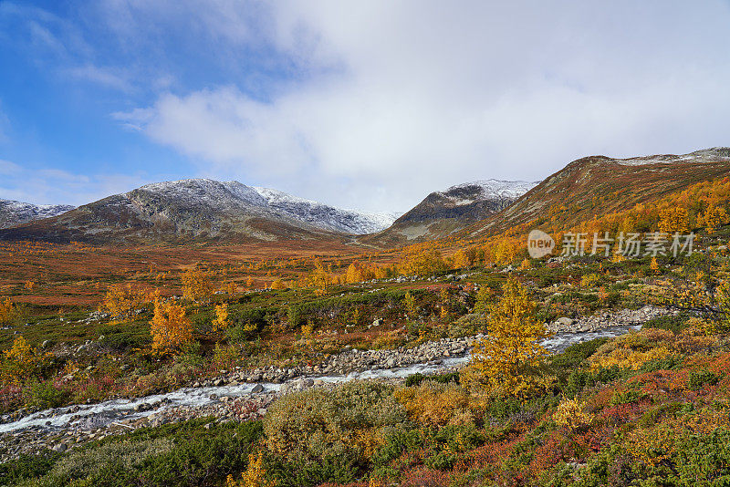 挪威，Hemsedal Buskerud，山上的秋天的绒毛桦树景观